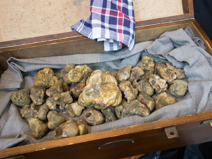 A wooden box full of knobbly white truffles from Alba on a cloth