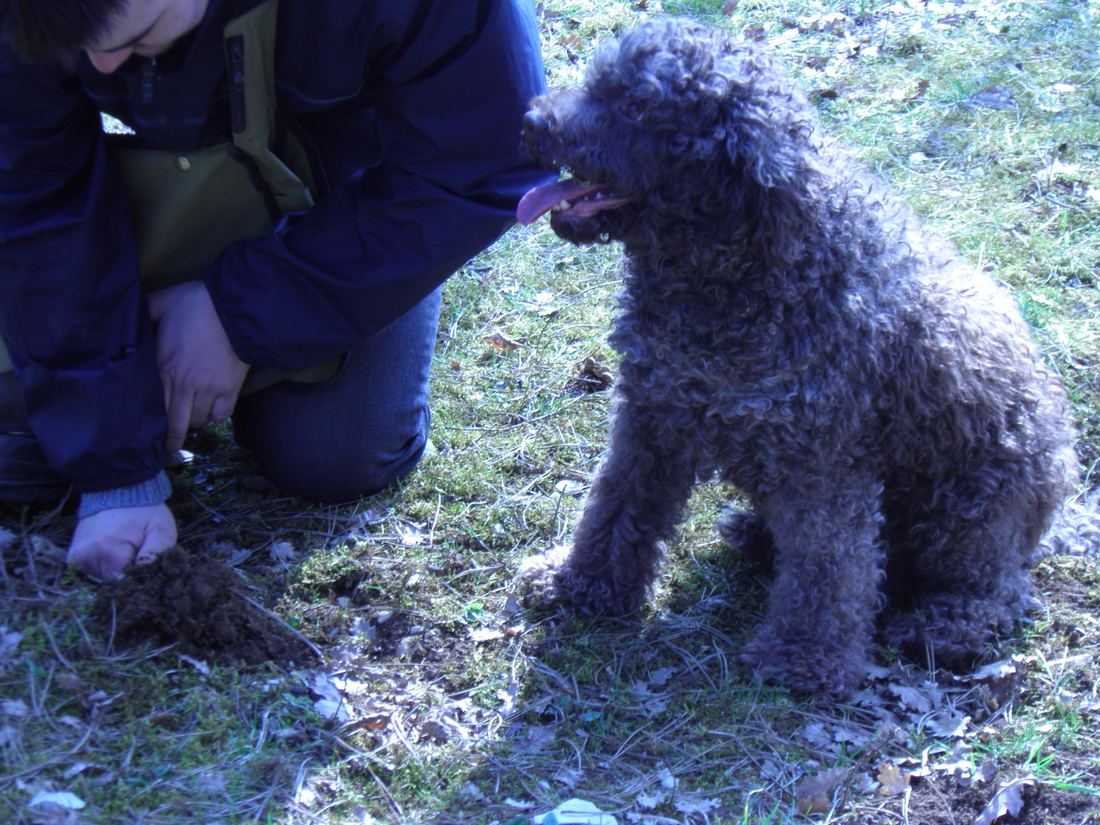 A curly-coated Lagotto Romagnolo dog sniffing the ground while hunting for truffles
