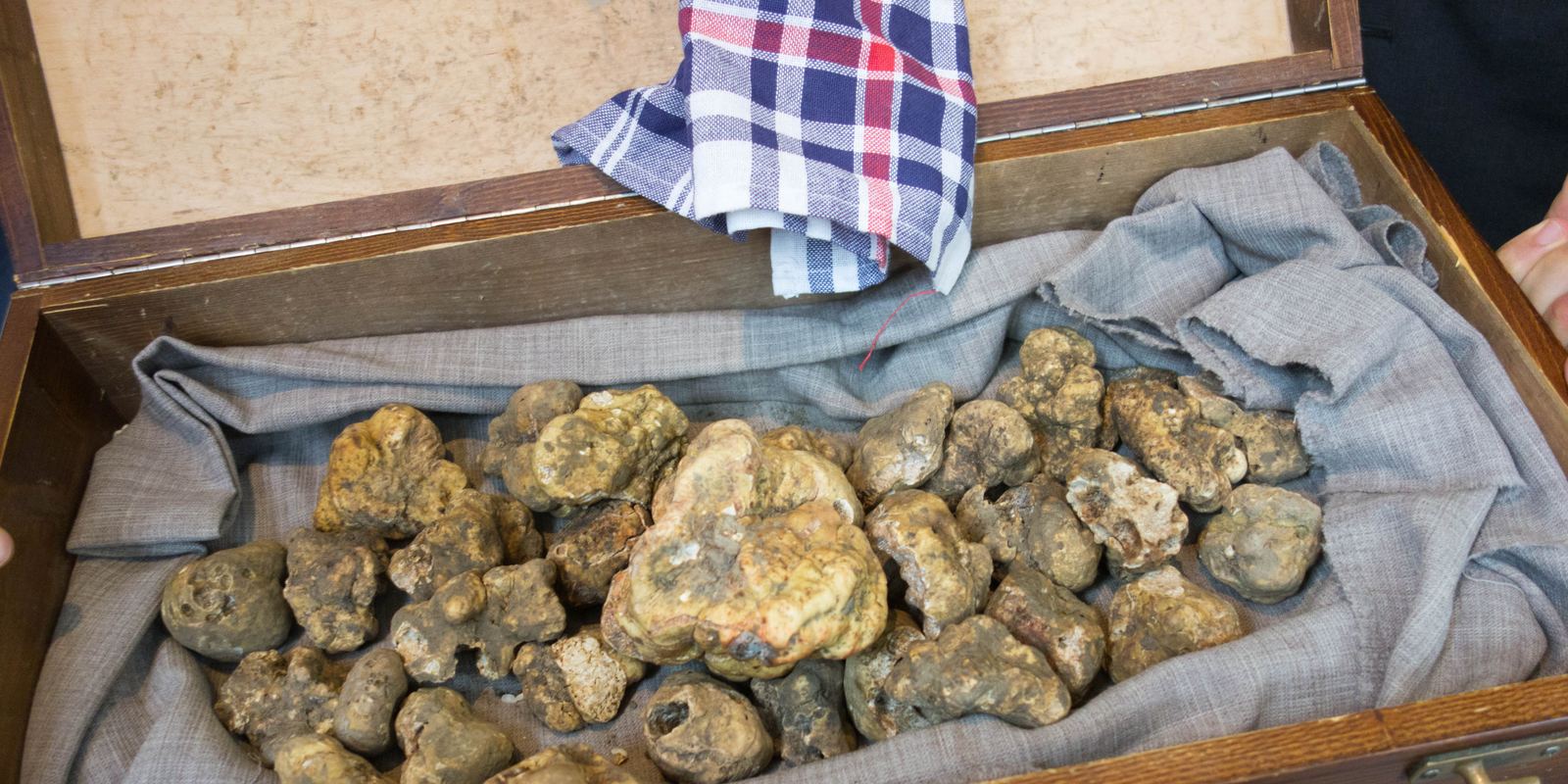 A wooden box full of knobbly white truffles from Alba on a cloth